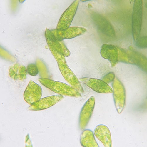 augmenter ses concentrations de microalgues