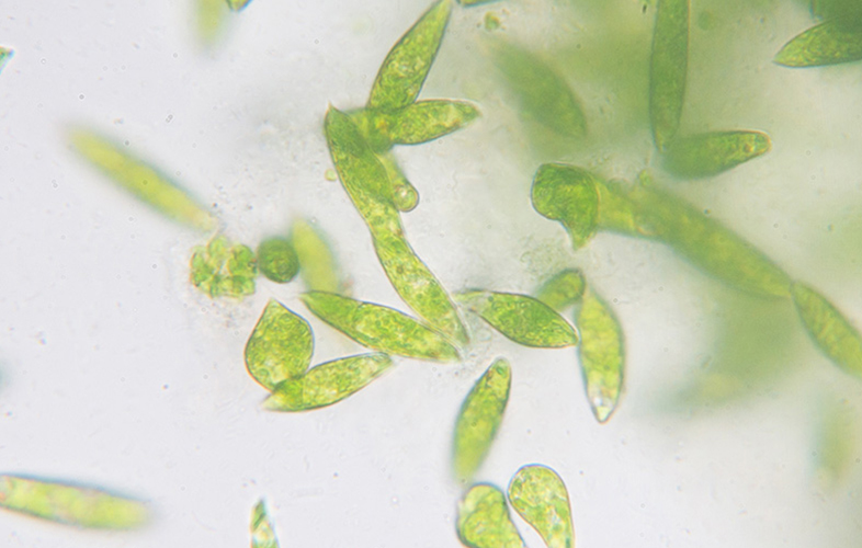 augmenter ses concentrations de microalgues