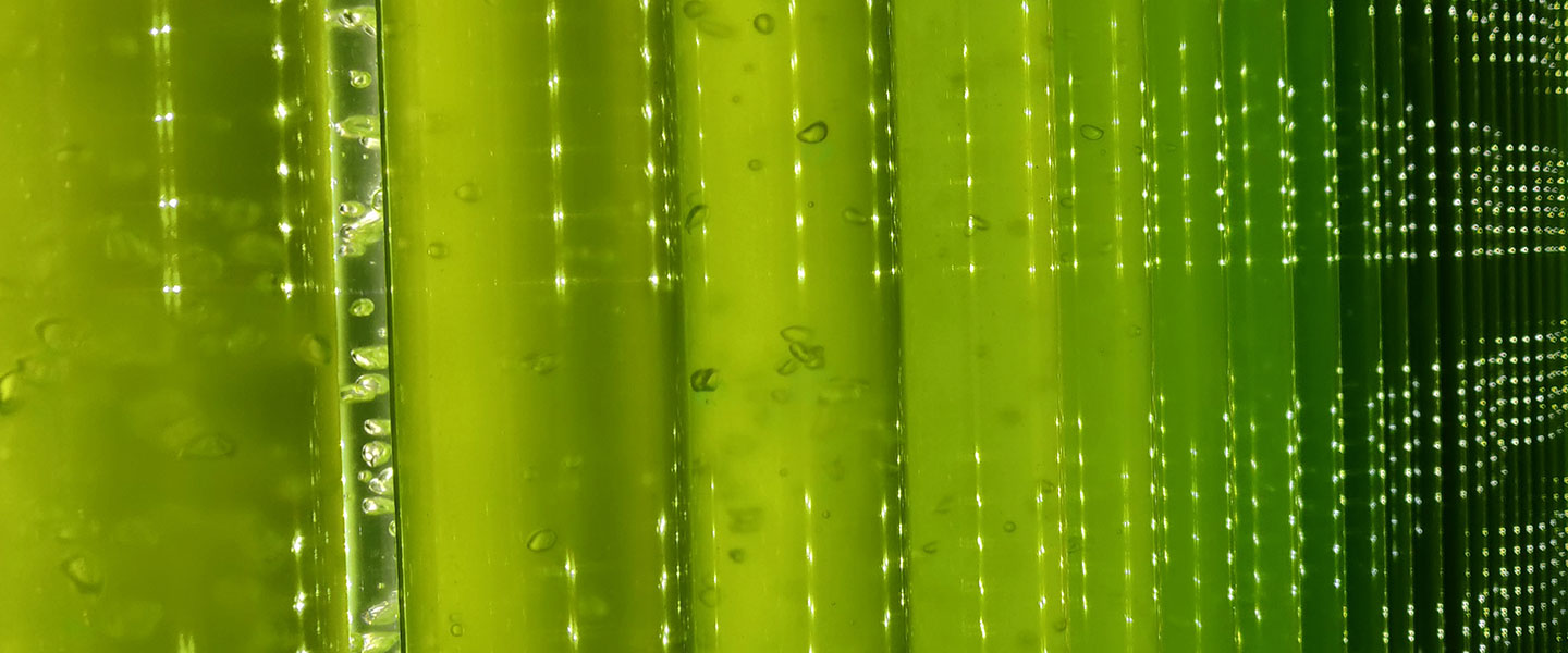 The culture of microalgae