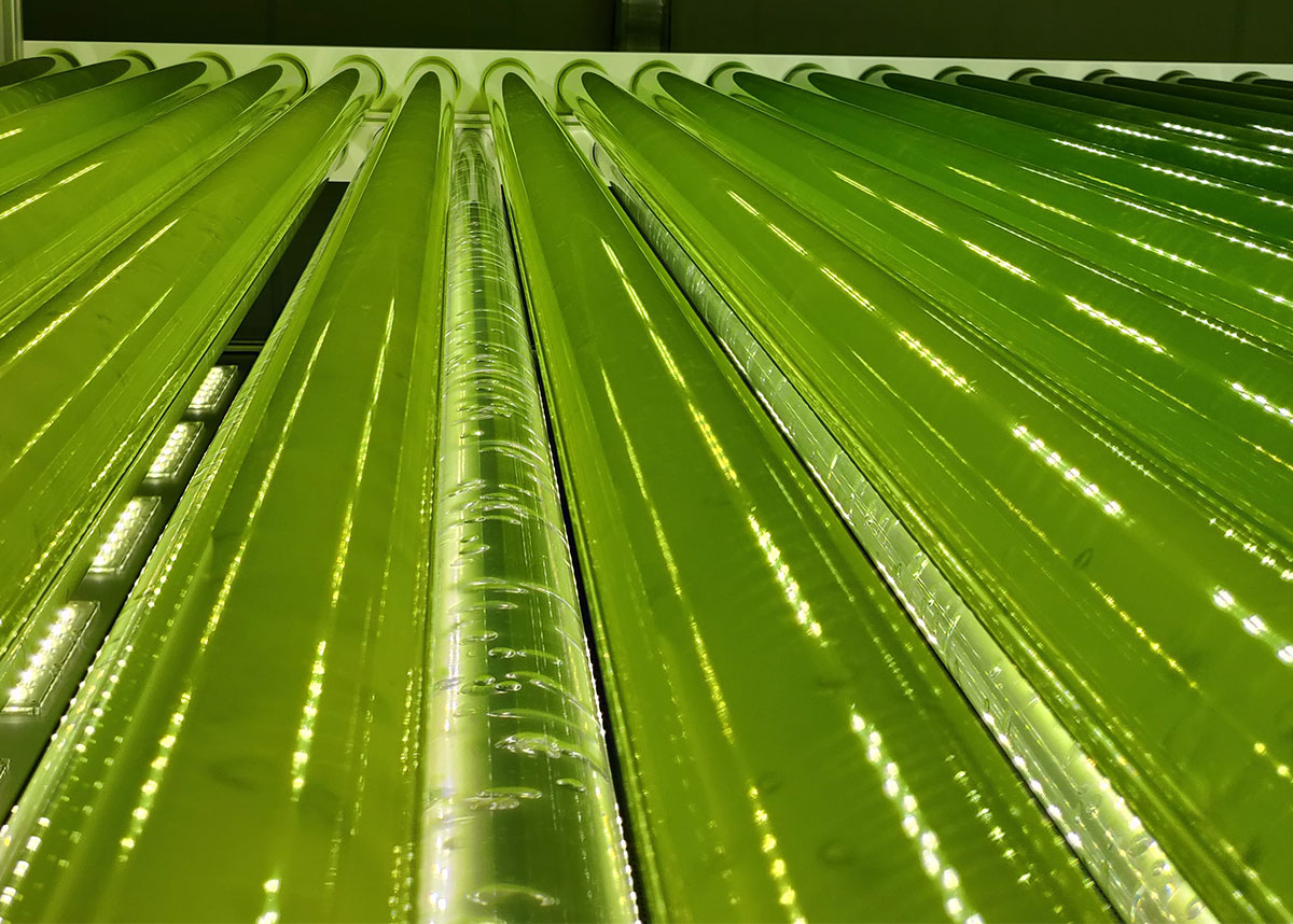 Our industrial photobioreactor JUMBO for microalgae cultivation