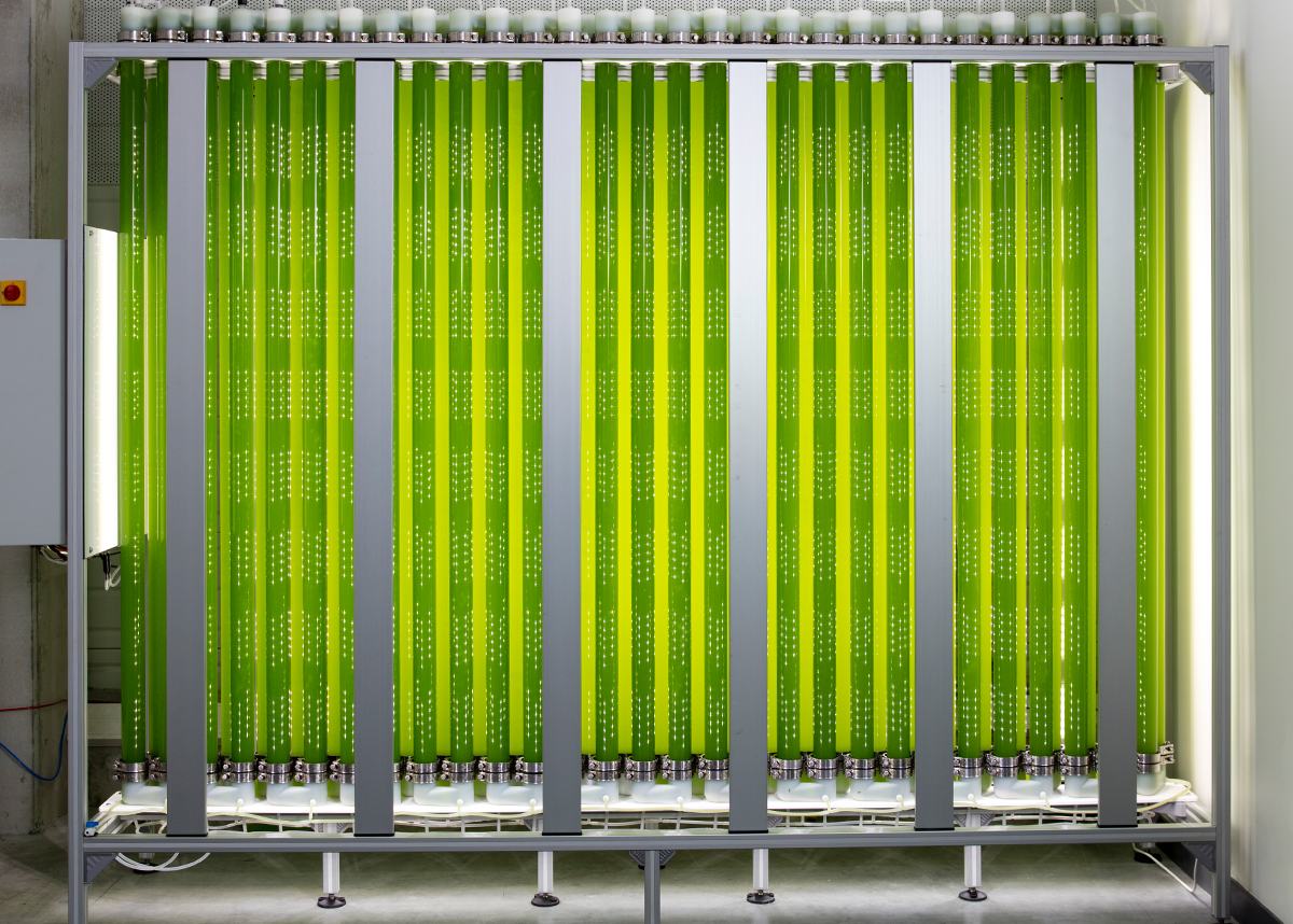 Our industrial photobioreactor JUMBO