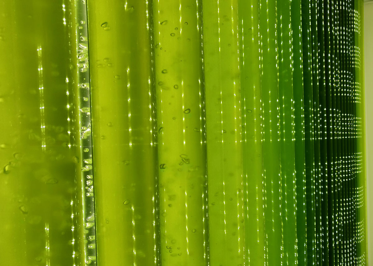 Production of microalgae in a photobioreactor