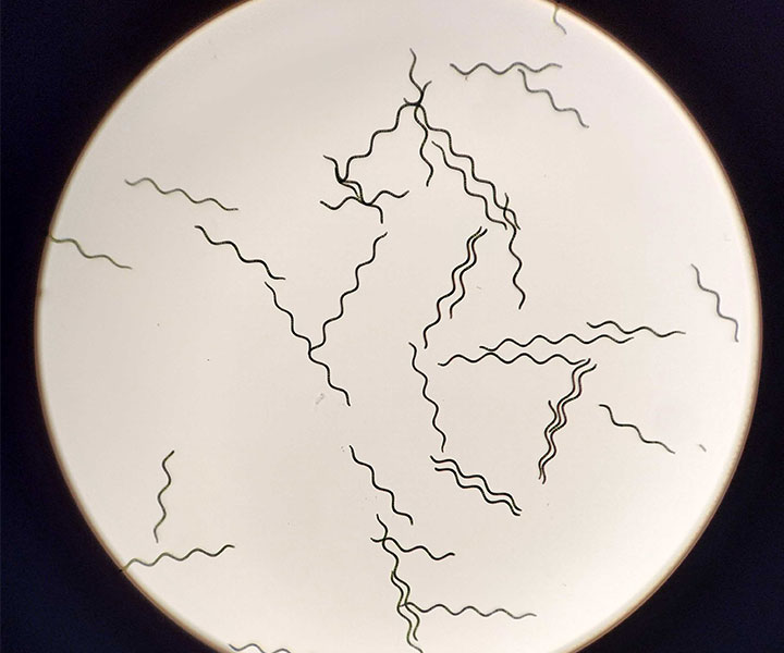 Spirulina its properties and cultivation methods Synoxis Algae