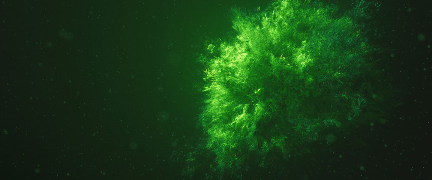 The Different Culture Medium for Microalgae