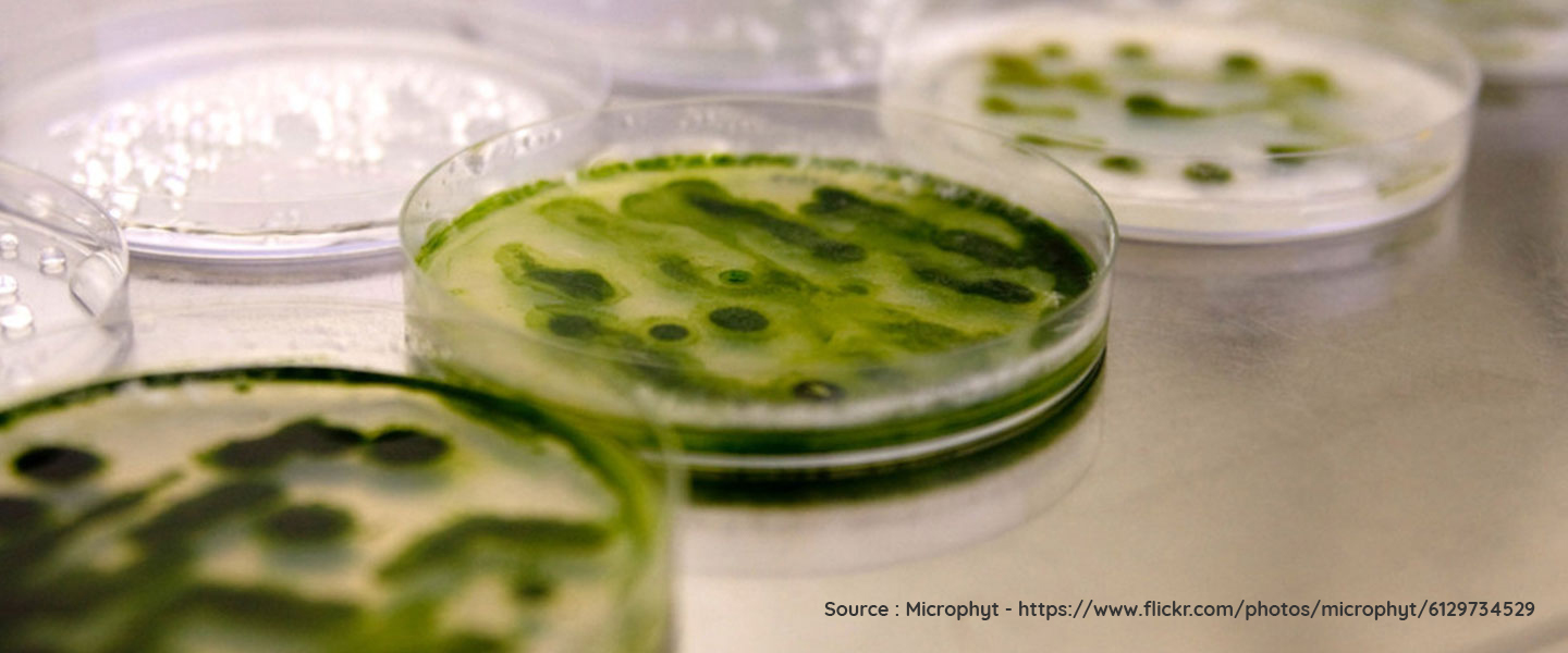 Quelles sont les microalgues les plus intéressantes à cultiver ?