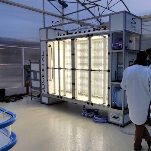 JUMBO formation microalgues